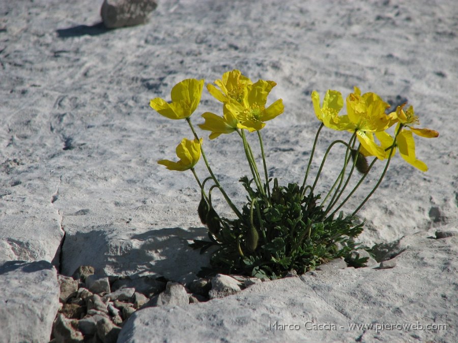 07_Papavero alpino.JPG - Papavero alpino